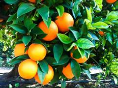 naranjas de zumo